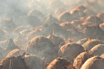 Photo full frame  of dry heat coconut