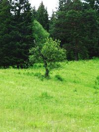 Trees on field