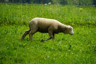 Side view of lion running on grass