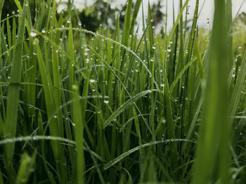 Close-up of grass growing on field