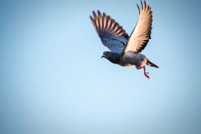 Low angle view of pigeon flying against clear sky