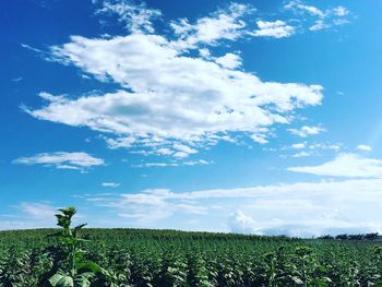 Scenic view of field against clear sky