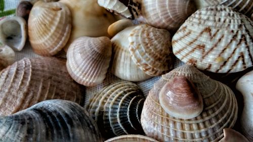 Close-up of seashells