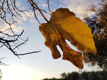 Low angle view of maple leaf against sky