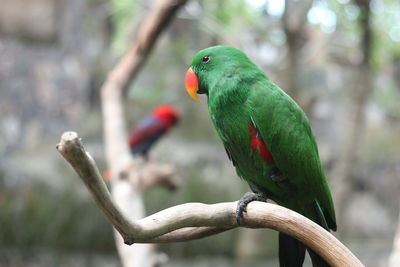 Close-up of parrot perching on tree