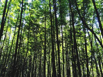 Low angle view of bamboo trees in forest