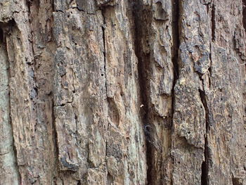 Full frame shot of tree trunk