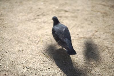 High angle view of pigeon perching on a field