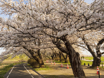 View of cherry blossom trees by road in city