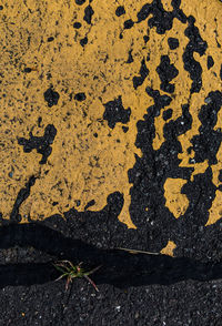 Close-up of yellow leaf