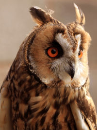 Close-up portrait of owl