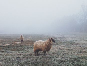 Dog standing on field