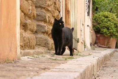 Cat lying on wall