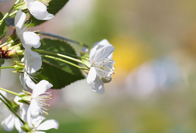 Close-up of insect on white flowering plant