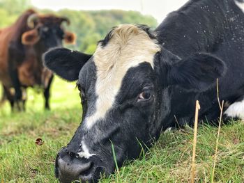 Close-up of cow on field