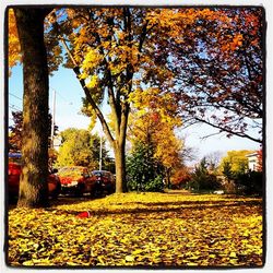 Autumn trees in park