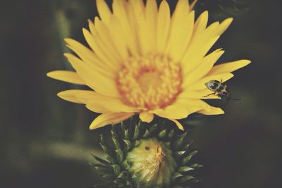 Close-up of yellow flower