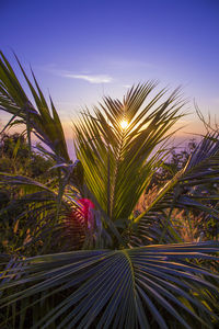 Close-up of plants growing on field against sky during sunset