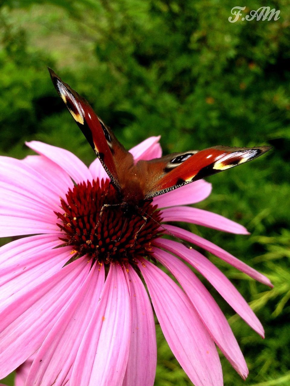 flower, petal, freshness, flower head, fragility, pink color, close-up, growth, beauty in nature, pollen, focus on foreground, nature, single flower, blooming, stamen, animal themes, insect, plant, one animal, wildlife