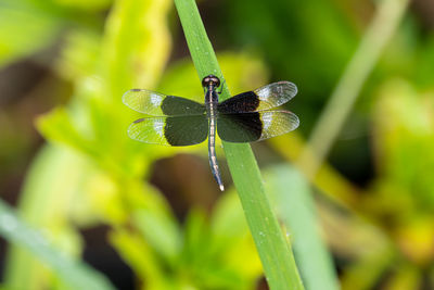 Close-up of insect on plant