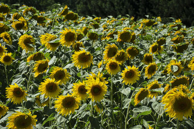 High angle view of yellow flowering plants on field