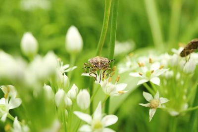 Close-up of butterfly pollinating on flower