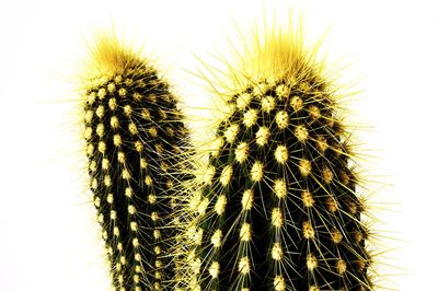 Close-up of cactus plant against white background