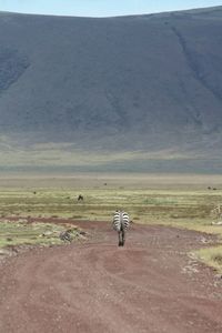 Scenic view of desert