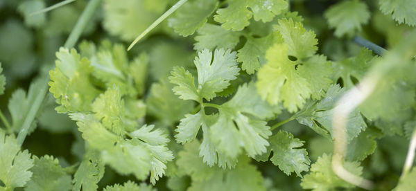 Close-up of fresh green leaves on plant