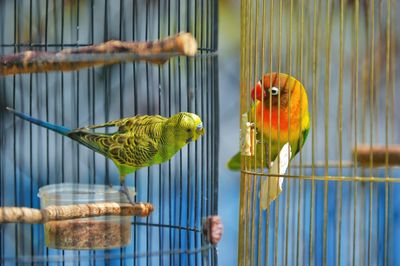 Close-up of parrot in cage