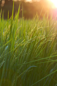 Close-up of crops growing on field
