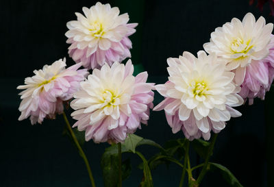 Prize winning dahlia flowers at the rhs wisley flower show