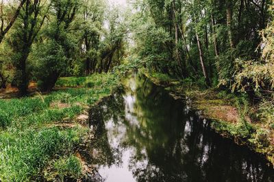 Scenic view of forest