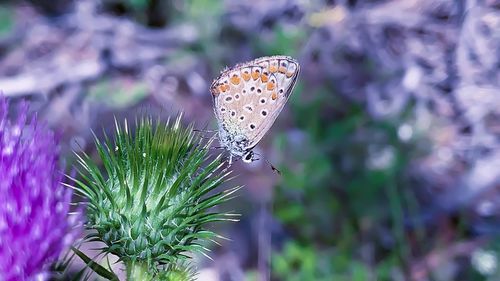 Close-up of butterfly pollinating on flower