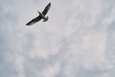 Low angle view of seagull flying in sky