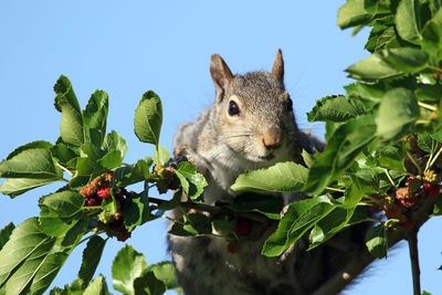 Low angle view of squirrel on tree against sky