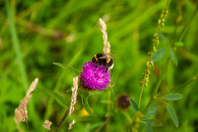 Close-up of honey bee pollinating on purple flower