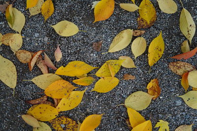 High angle view of yellow leaves on street