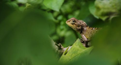 Close-up of lizard on plant