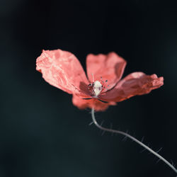 Close-up of red rose against black background