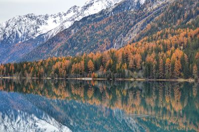 Reflection of trees on lake during autumn