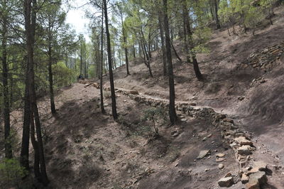 Trees growing in forest