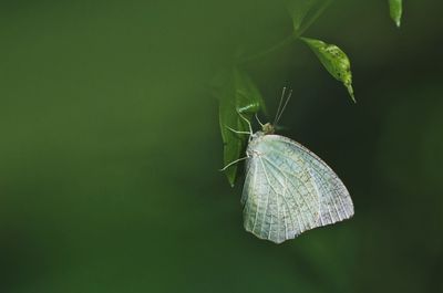 Close-up of insect on leaf