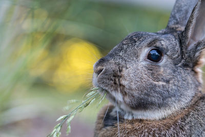 Close-up of squirrel