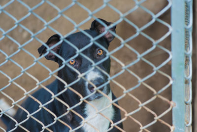 Close-up of chainlink fence in cage