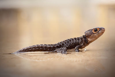 Close-up of lizard in water