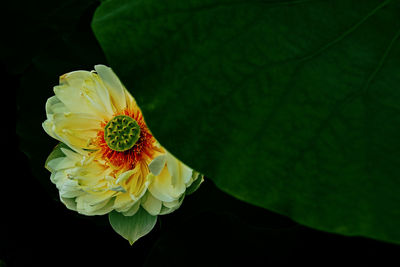 Close-up of yellow rose flower against black background