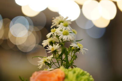 Close-up of white flowering plant