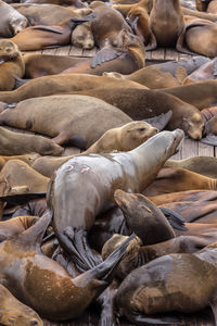 High angle view of sea resting