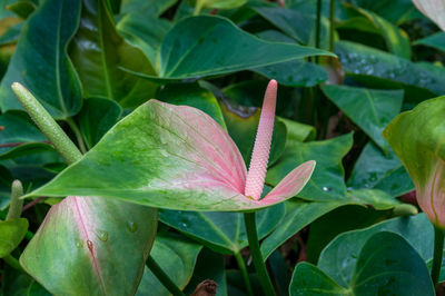 High angle view of pink flowering plant